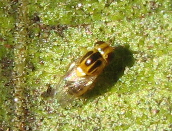 Piccolissima mosca gialla e nera
